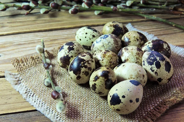 Bıldırcın yumurtası ve willow — Stok fotoğraf