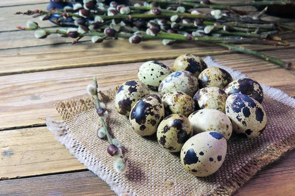 Quail eggs and willow — Stock Photo, Image