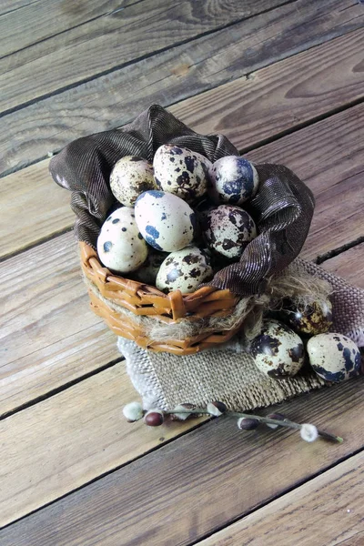 Quail eggs and willow — Stock Photo, Image