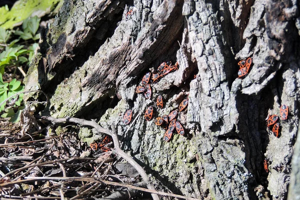 Käfersoldat. Rotschwarzer Käfer — Stockfoto