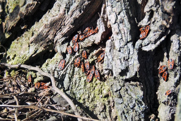 Beetle soldier. red-black beetle — Stock Photo, Image