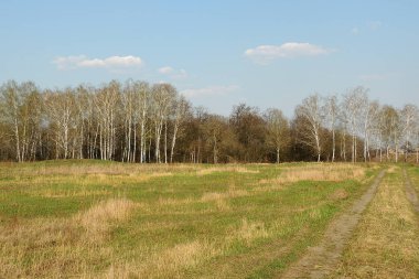 Yeşil ormanlar ve alanları bahar manzaraları 