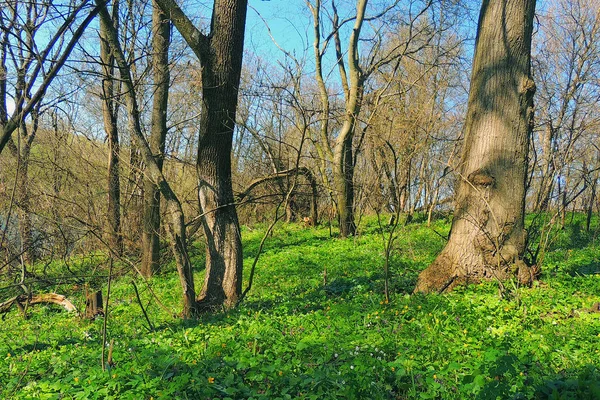 Våren landskap gröna skogar och fält — Stockfoto