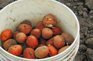 patates kovalar