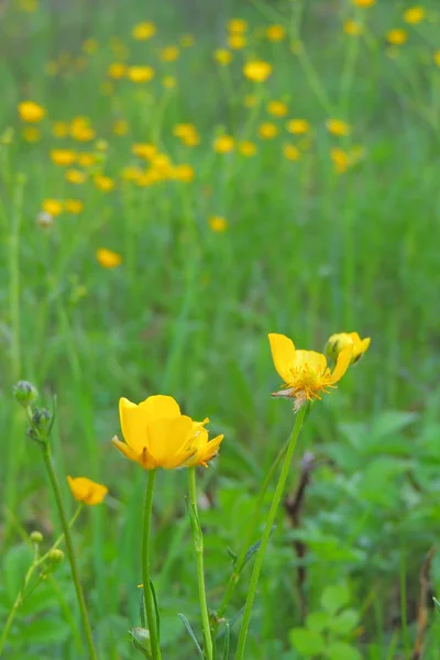 Sarı çiçekler tarlada — Stok fotoğraf