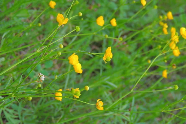 Gelbe Blumen auf dem Feld — Stockfoto