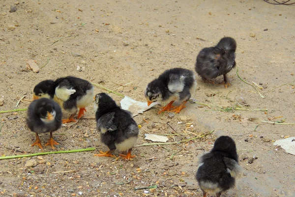 Gallinas y pollos — Foto de Stock