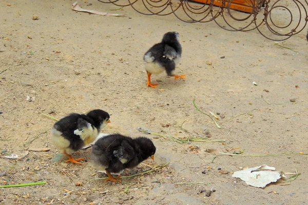 Gallinas y pollos —  Fotos de Stock