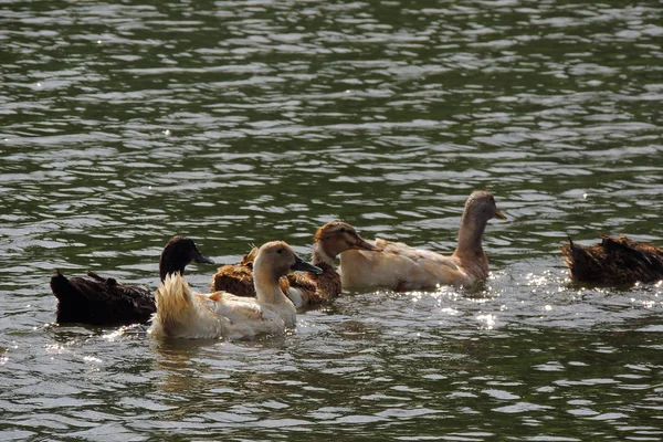 Ducks swim on water — Stock Photo, Image
