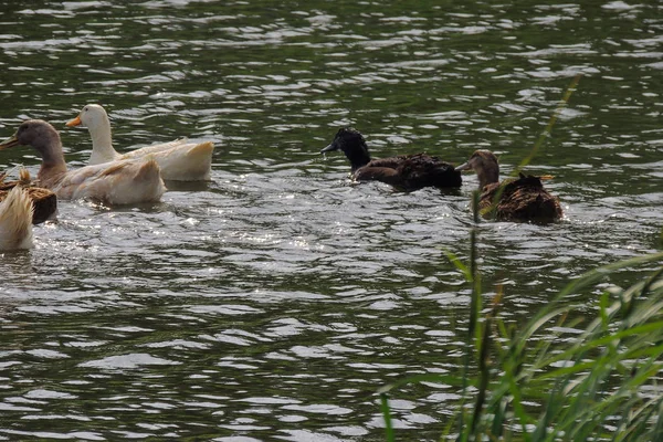 Los patos nadan en el agua —  Fotos de Stock