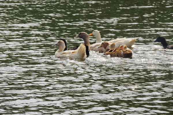 Patos nadam na água — Fotografia de Stock