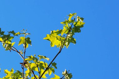 Akçaağaç yaprakları karşı güneş
