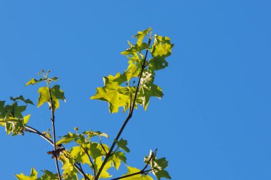 Akçaağaç yaprakları karşı güneş