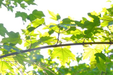 Akçaağaç yaprakları karşı güneş