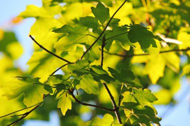 Akçaağaç yaprakları karşı güneş