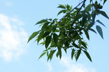 Akçaağaç yaprakları karşı güneş