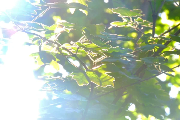 Folhas de bordo contra o sol — Fotografia de Stock