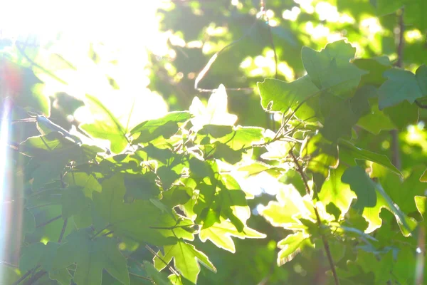 Maple leaves against the sun — Stock Photo, Image
