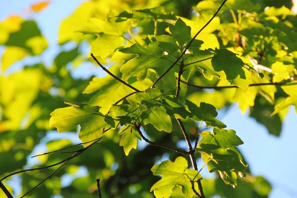 Maple leaves against the sun — Stock Photo, Image