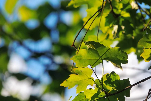 Maple leaves against the sun — Stock Photo, Image