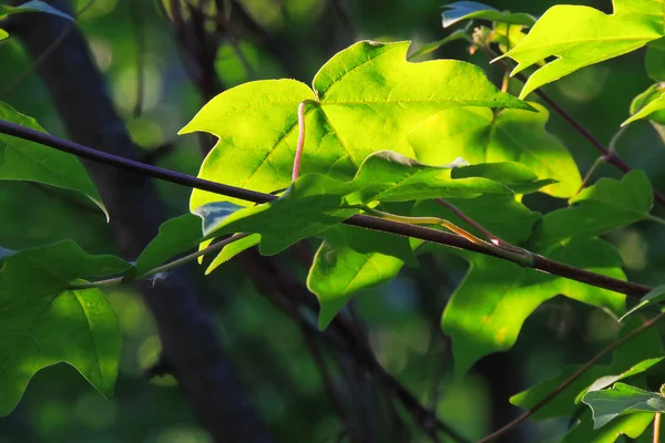 Maple leaves against the sun — Stock Photo, Image