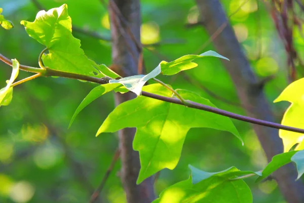 Maple leaves against the sun — Stock Photo, Image