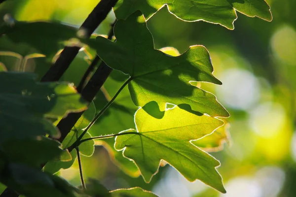 Maple leaves against the sun — Stock Photo, Image