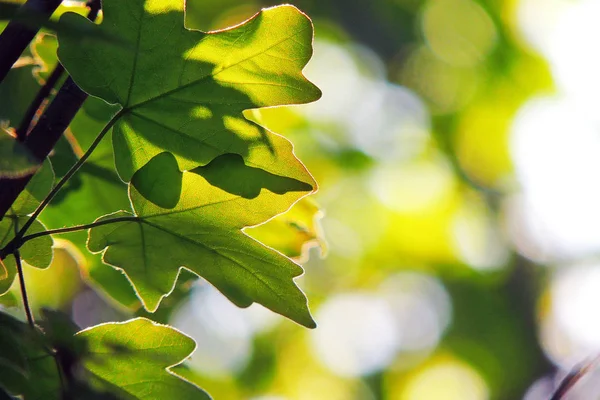 Maple leaves against the sun — Stock Photo, Image