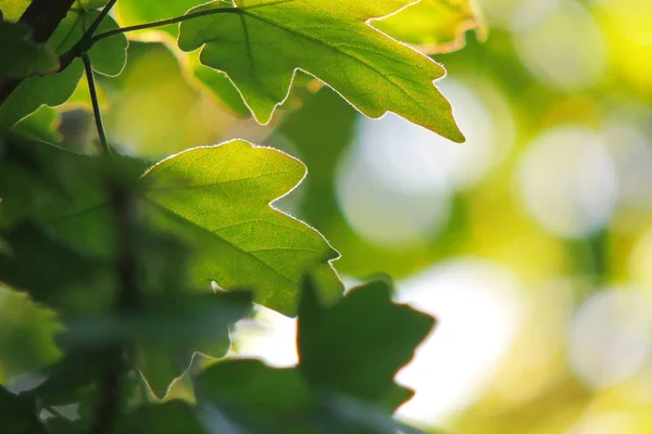 Maple leaves against the sun — Stock Photo, Image