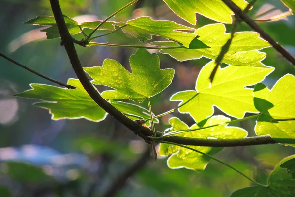 Кленовые листья против солнца — стоковое фото