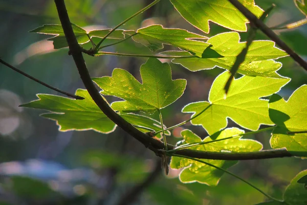 Maple leaves against the sun — Stock Photo, Image