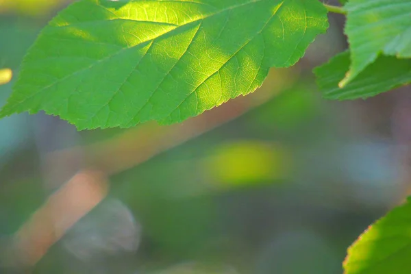 Maple leaves against the sun — Stock Photo, Image