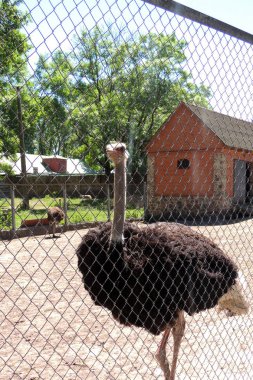 içinde belgili tanımlık kafes devekuşu