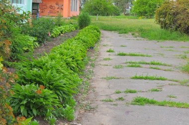 Yaz Çiçekleri Evin Ön Alanına Güzellik Katın Ev güzel bir Yaz gösterisi için ayarlanmıştır. 