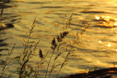 Akçaağaç yaprakları karşı güneş