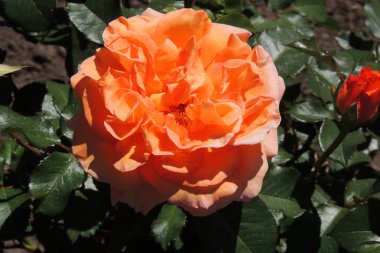 Peonies yakın çekim