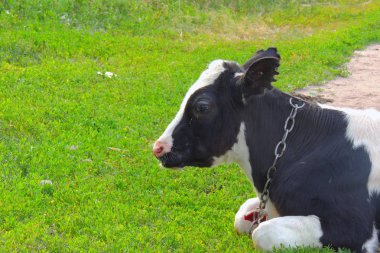 yeşil çim ve akşam gökyüzünde ışık ile inek