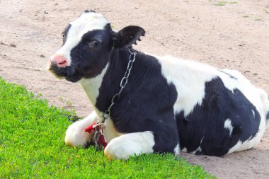 yeşil çim ve akşam gökyüzünde ışık ile inek