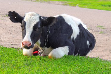 yeşil çim ve akşam gökyüzünde ışık ile inek