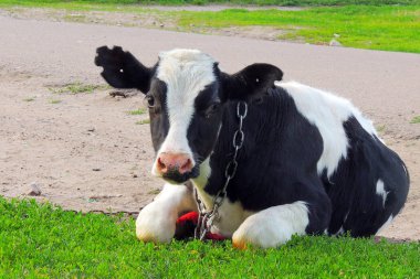 yeşil çim ve akşam gökyüzünde ışık ile inek