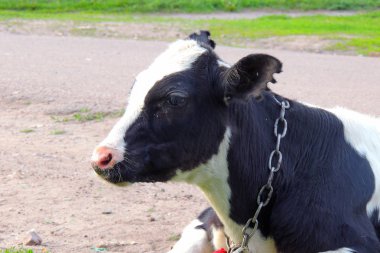 yeşil çim ve akşam gökyüzünde ışık ile inek