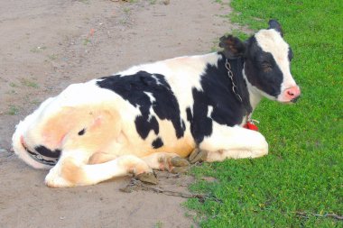 yeşil çim ve akşam gökyüzünde ışık ile inek