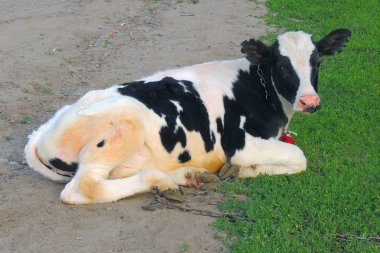 yeşil çim ve akşam gökyüzünde ışık ile inek