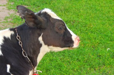 yeşil çim ve akşam gökyüzünde ışık ile inek