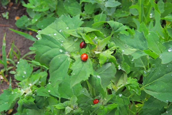 Mariquita en la hierba —  Fotos de Stock