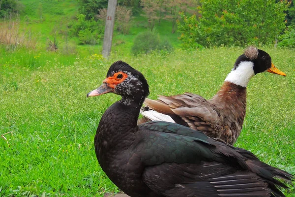 Patos no pátio — Fotografia de Stock