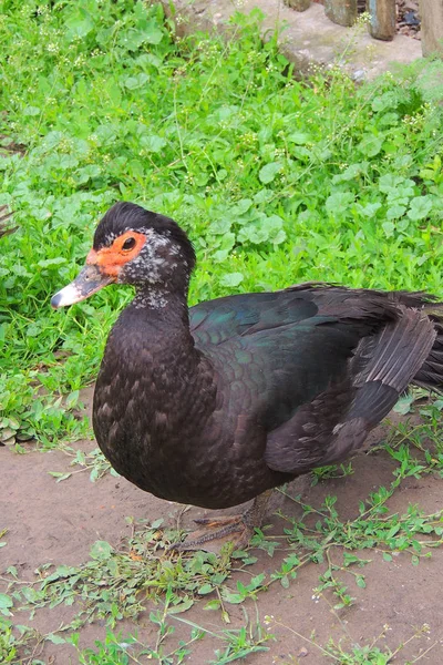 Patos en el patio —  Fotos de Stock