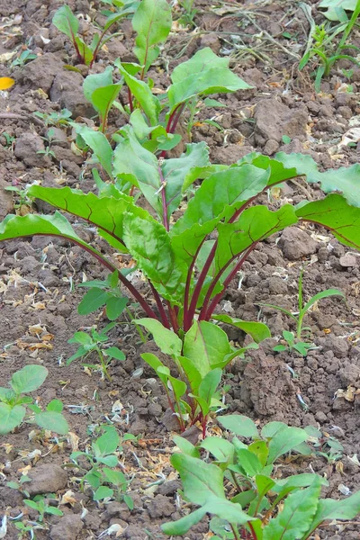 Piante verdi fresche barbabietola radice — Foto Stock