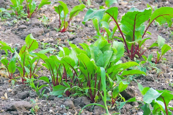Fresh green plants beet root