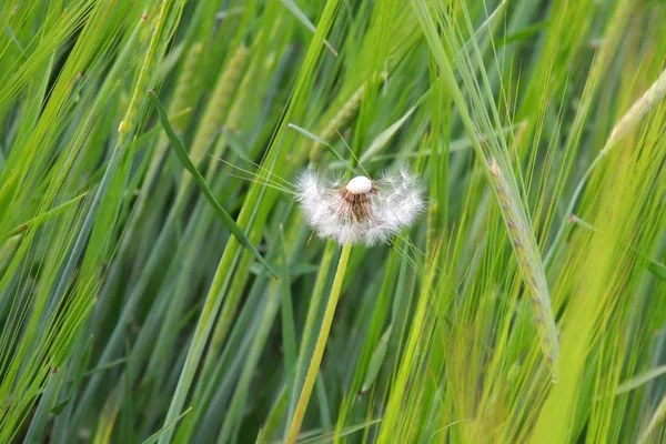 Abstrakter Hintergrund. Wand — Stockfoto